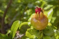 Maturing pomegranate fruit, species Punica granatum, a deciduous shrub cultivated since ancient times throughout the Mediterranean Royalty Free Stock Photo