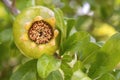 Maturing pomegranate fruit, species Punica granatum, a deciduous shrub cultivated since ancient times throughout the Mediterranean Royalty Free Stock Photo