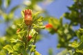 Maturing pomegranate fruit, species Punica granatum, a deciduous shrub originated in the region between Iran and northern India Royalty Free Stock Photo