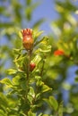 Maturing pomegranate fruit, species Punica granatum, a deciduous shrub originated in the region between Iran and northern India Royalty Free Stock Photo