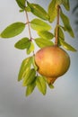 Maturing pomegranate fruit, species Punica granatum, a deciduous shrub originated in the region between Iran and northern India Royalty Free Stock Photo