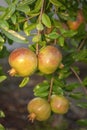 Maturing pomegranate fruit, species Punica granatum, a deciduous shrub originated in the region between Iran and northern India Royalty Free Stock Photo