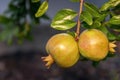 Maturing pomegranate fruit, species Punica granatum, a deciduous shrub originated in the region between Iran and northern India Royalty Free Stock Photo