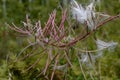 Maturing seeds of Ivan tea in the meadow