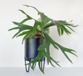 Maturing Staghorn Fern in Black Container Royalty Free Stock Photo