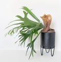 Maturing Staghorn Fern with Large Brown Sterile Shield, Left Side Royalty Free Stock Photo