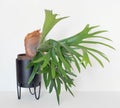 Maturing Staghorn Fern with Large Brown Sterile Shield, Right Side Royalty Free Stock Photo