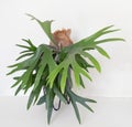 Maturing Staghorn Fern with Large 12 Inch Frond, Front View