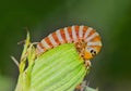 Matutinal Flower Caterpillar (Schinia mitis) eating a dandelion bud (Taraxacum) in Houston, TX USA. Royalty Free Stock Photo