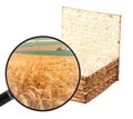 Matzoh. Jewish bread for Pesach. Agricultural wheat field shown in a magnifying glass.