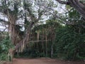 Mau'i Hawaii forest tropical relaxing green peaceful