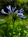 Agapanthus African Lily from Maui Botanical garden