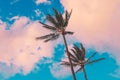 Maui - Coconut Palms At Sunset