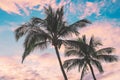 Maui - Coconut Palms At Sunset