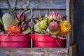 Maui Farmstand Protea Flowers in Red Buckets