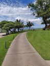 Maui Palm tree clouds green