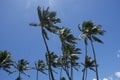 Maui Palm Trees