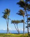 Maui palm trees, Hawaii Royalty Free Stock Photo