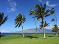 Maui Palm Trees