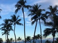 Maui palm trees summertime blue sky