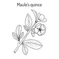 Maule quince Chaenomeles japonica , medicinal plant
