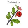 Maule quince, Chaenomeles japonica, medicinal plant