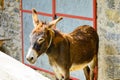 Donkey Royalty Free Stock Photo