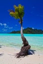 Maupiti beach, Tahiti island, French polynesia, close to Bora-Bora Royalty Free Stock Photo