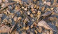 Maura pen shell Atrina Maura and pearl shells in the shore during low tide at Wakra beach in Qatar Royalty Free Stock Photo