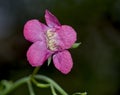 Maurandella Antirrhiniflora also known as a Snapdragon Vine