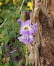 Maurandya in bloom