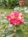 Maurice Utrillo, Beautiful Hybrid Rose