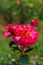 Maurice Utrillo rose in garden