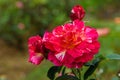 Maurice Utrillo rose in garden