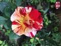 Maurice Utrillo rose