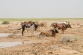 Mauritanian cattle with bulls and cows in the Sahara desert at waterhole, Mauritania, North Africa Royalty Free Stock Photo