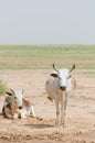 Mauritanian cattle with bulls and cows in the Sahara desert at waterhole, Mauritania, North Africa