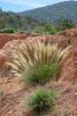 Mauritanian Grass Ampelodesmos mauritanicus shrub Royalty Free Stock Photo