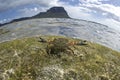 Beach crab, Mauritians crab, live near the shore. Royalty Free Stock Photo