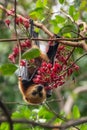 Mauritian fruit bat or flying fox, pteropus niger Royalty Free Stock Photo