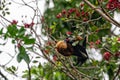 Mauritian fruit bat or flying fox, pteropus niger Royalty Free Stock Photo