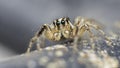 Mauritian jumping spider Royalty Free Stock Photo