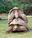 Mauritius.Big Seychelles turtle.Close up Royalty Free Stock Photo