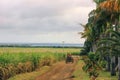 Mauritius blurred rural landscape. Sugarcane fields