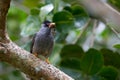 Mauritius bulbul Hypsipetes olivaceus