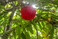 Mauritius Gardens, A walk through the Botanical gardens to find tropical flowers