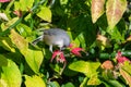 Mauritius grey white eye bird, zosterops mauritianus, Surinam, Mauritius