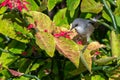 Mauritius grey white eye bird, zosterops mauritianus, Surinam, Mauritius