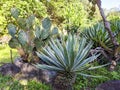 Mauritius Hemp and Cactus, Furcraea foetida, Succulents.