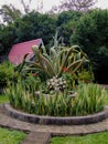 Mauritius hemp, furcraea, green plant